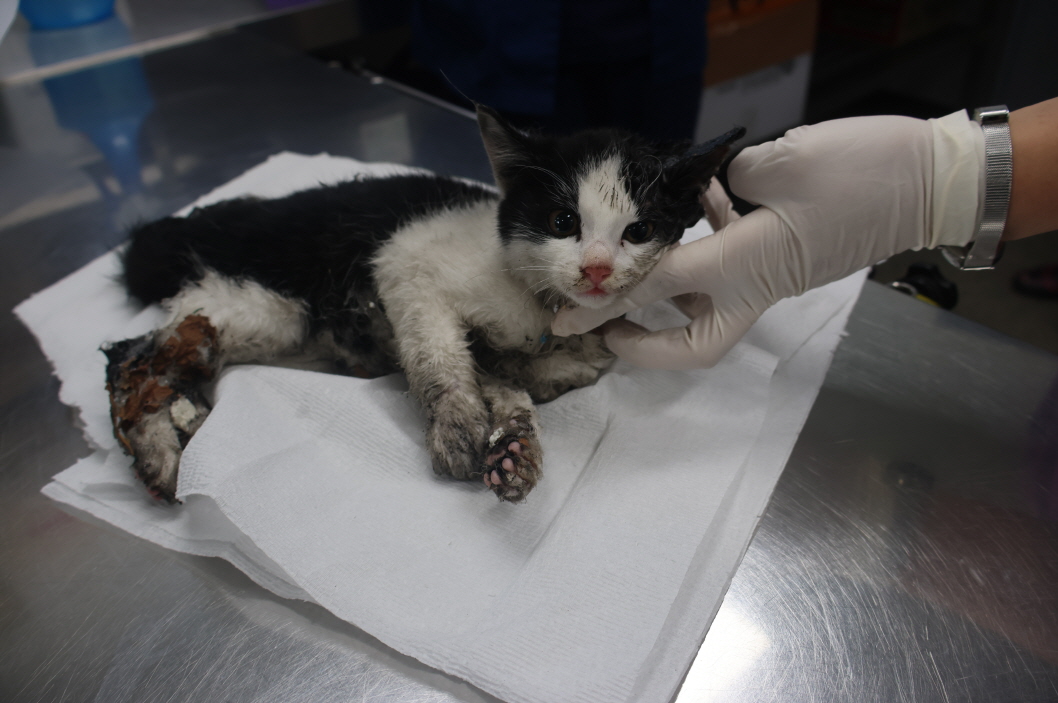 제주 동물보호센터_450650202403355